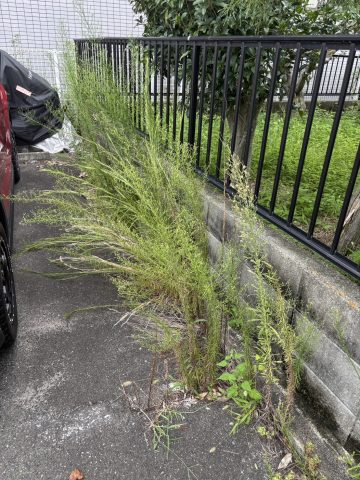 管理駐車場の草刈